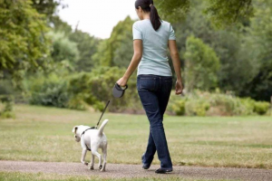 洛阳养犬新规定 划定养犬区域，限制遛狗时间